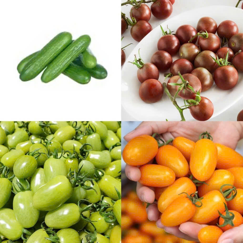 Cà chua - Hợp Tác Xã Rau Sạch Nguyễn Minh